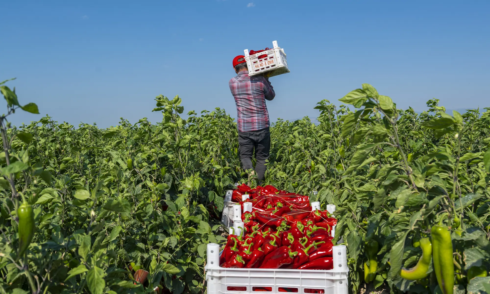 Red chile being harvested